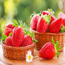 Load image into Gallery viewer, 🔥Last Day 49% OFF🔥2025 Special Offer🍓Strawberry Plants