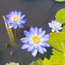 Load image into Gallery viewer, 🌸【7 days germination】Last Day Sale - 50% OFF💐The Sacred Bonsai Bowl Lotus Flower