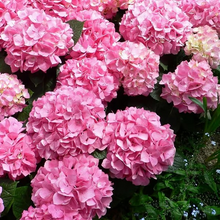 Load image into Gallery viewer, 🌺Hydrangea Seed: Unlock Nature's Beauty