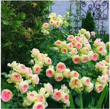 Load image into Gallery viewer, 💐Heirloom Perennials Climbing Rose Seeds