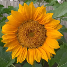 Load image into Gallery viewer, 30Pcs Pro Gold Lite Sunflower Seeds