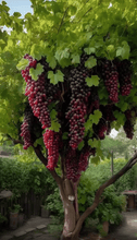 Load image into Gallery viewer, Giant Grape Tree Seeds: Thin-Skinned, Large, and Seedless 🍇🌿