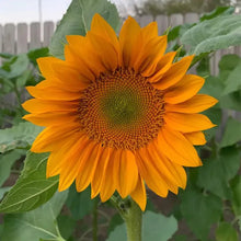 Load image into Gallery viewer, 30Pcs Pro Gold Lite Sunflower Seeds