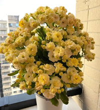 Load image into Gallery viewer, Kalanchoe Seed Garden Planting