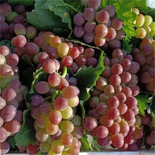 Load image into Gallery viewer, Midknight Beauty Grapes Plant- Giant Rose (Rose scented)- 98% Germination🔥