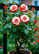 Load image into Gallery viewer, Scottish Red and Green Rose Seeds