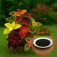 Load image into Gallery viewer, Blumei Rainbow Mixed seeds - Buy 1 Get 1 Free [100 SEED]