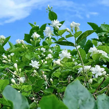 Load image into Gallery viewer, ⏳Limited Time Deal! 50% OFF — 🌸 Double Jasmine Plant
