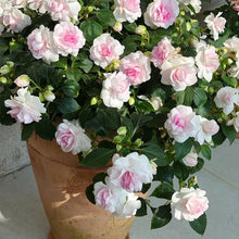 Load image into Gallery viewer, Pink Double Camellia Impatiens Sweet Princess Seeds