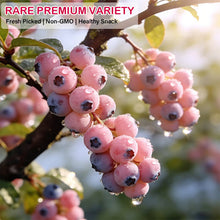 Load image into Gallery viewer, 🔥50K+ SOLD!💟Premium Pink Blueberry Seeds -😋A Uniquely Delightful Taste