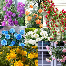Load image into Gallery viewer, 🌸✨SkyBloom Roses – Elegant Climbing Seeds🌹🌿