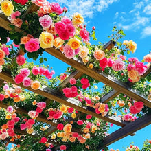 Load image into Gallery viewer, 🌸✨SkyBloom Roses – Elegant Climbing Seeds🌹🌿