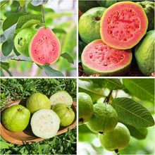 Load image into Gallery viewer, 🔥Hot Sale💚 Organic Guava Seeds🌱 Easy Grow