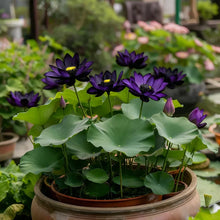 Load image into Gallery viewer, 💮Midnight Purple Lotus Seeds🔥Buy 1 Get 1 Free🔥