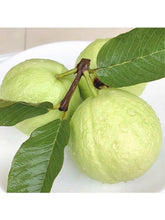 Load image into Gallery viewer, 🔥Hot Sale💚 Organic Guava  Seed🌱 Easy Grow