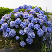 Load image into Gallery viewer, 🌺Hydrangea Seed: Unlock Nature's Beauty