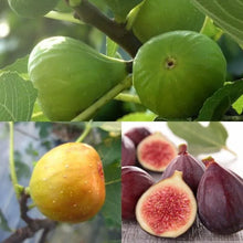 Load image into Gallery viewer, Fig Tree Cuttings(Ficus carica), Sweet Fruit Shrub