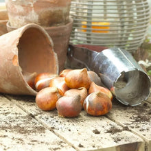 Load image into Gallery viewer, Tulip Bulbs - Golden Parade