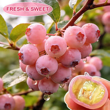 Load image into Gallery viewer, 🔥50K+ SOLD!💟Premium Pink Blueberry Seeds -😋A Uniquely Delightful Taste