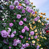 💐Heirloom Perennials Climbing Rose Seeds