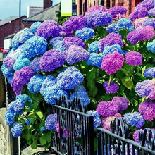 Load image into Gallery viewer, 🌺Hydrangea Seed: Unlock Nature's Beauty