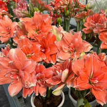 Load image into Gallery viewer, 🌺Double-Petaled Perfume Amaryllis Bulbs