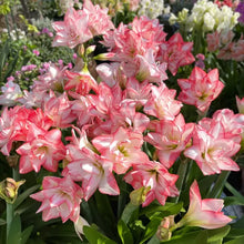 Load image into Gallery viewer, 🌺Double-Petaled Perfume Amaryllis Bulbs