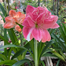 Load image into Gallery viewer, 🌺Double-Petaled Perfume Amaryllis Bulbs