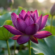 Load image into Gallery viewer, 💮Midnight Purple Lotus Seeds🔥Buy 1 Get 1 Free🔥