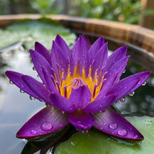 Load image into Gallery viewer, 💮Midnight Purple Lotus Seeds🔥Buy 1 Get 1 Free🔥