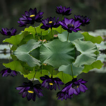 Load image into Gallery viewer, 💮Midnight Purple Lotus Seeds🔥Buy 1 Get 1 Free🔥