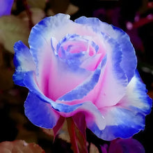 Load image into Gallery viewer, Blue Enchantress Rose Seeds For Garden (001)