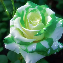 Load image into Gallery viewer, Blue Enchantress Rose Seeds For Garden (001)