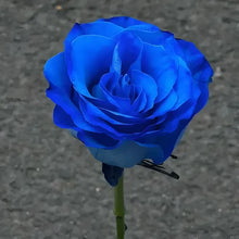 Load image into Gallery viewer, Blue Enchantress Rose Seeds For Garden (001)