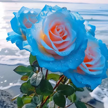 Load image into Gallery viewer, Blue Enchantress Rose Seeds For Garden (001)