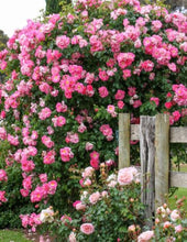Load image into Gallery viewer, 🎁Last Day Promotion 49% OFF🔥 Climbing Vine Rose Flower Seeds🌹