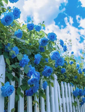 Load image into Gallery viewer, 🎁Last Day Promotion 49% OFF🔥 Climbing Vine Rose Flower Seeds🌹