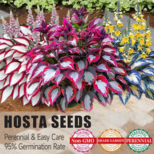 Load image into Gallery viewer, 🔥Premium Rare Hosta Seeds🌿Shade-Tolerant Plant