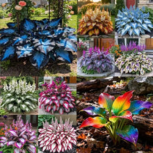 Load image into Gallery viewer, 🔥Premium Rare Hosta Seeds🌿Shade-Tolerant Plant