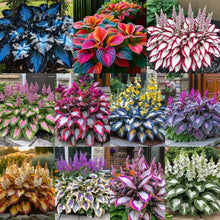 Load image into Gallery viewer, 🔥Premium Rare Hosta Seeds🌿Shade-Tolerant Plant