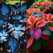 Load image into Gallery viewer, 🔥Premium Rare Hosta Seeds🌿Shade-Tolerant Plant