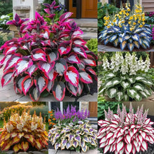 Load image into Gallery viewer, 🔥Premium Rare Hosta Seeds🌿Shade-Tolerant Plant