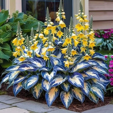 Load image into Gallery viewer, 🔥Premium Rare Hosta Seeds🌿Shade-Tolerant Plant