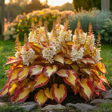 Load image into Gallery viewer, 🔥Premium Rare Hosta Seeds🌿Shade-Tolerant Plant