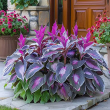 Load image into Gallery viewer, 🔥Premium Rare Hosta Seeds🌿Shade-Tolerant Plant