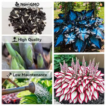 Load image into Gallery viewer, 🔥Premium Rare Hosta Seeds🌿Shade-Tolerant Plant