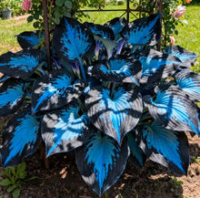 Load image into Gallery viewer, 🔥Premium Rare Hosta Seeds🌿Shade-Tolerant Plant