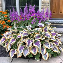 Load image into Gallery viewer, 🔥Premium Rare Hosta Seeds🌿Shade-Tolerant Plant