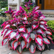 Load image into Gallery viewer, 🔥Premium Rare Hosta Seeds🌿Shade-Tolerant Plant