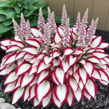 Load image into Gallery viewer, 🔥Premium Rare Hosta Seeds🌿Shade-Tolerant Plant
